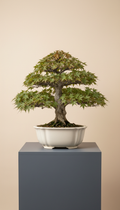Trident maple in ivory paper porcelain planter