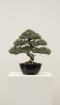 Shimpaku juniper in charcoal ink glass planter
