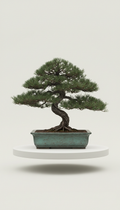 Japanese black pine in slate verdigris planter